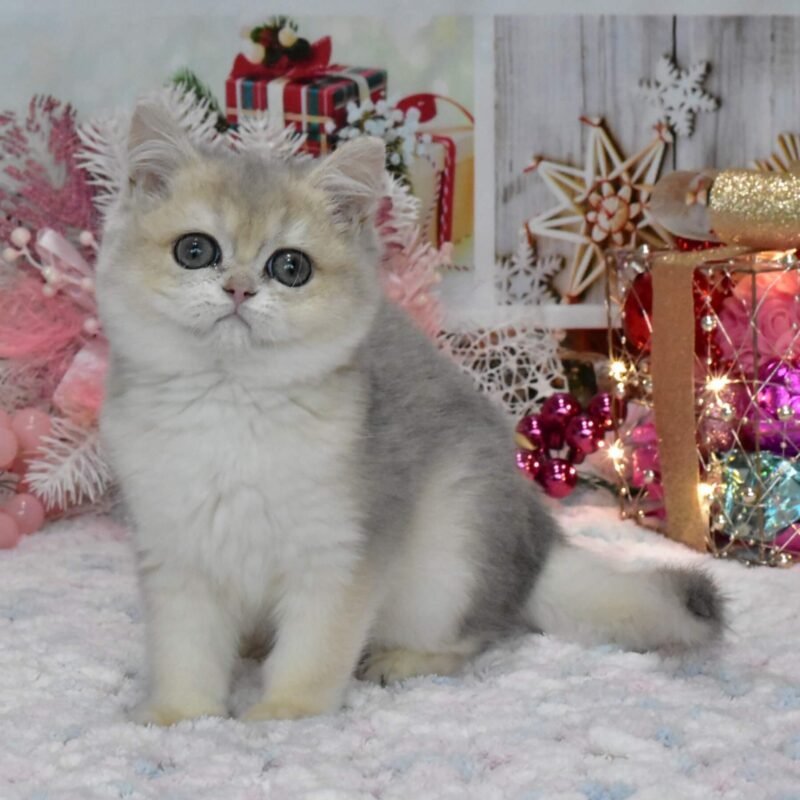 Wendy British Shorthair Blue Golden Female