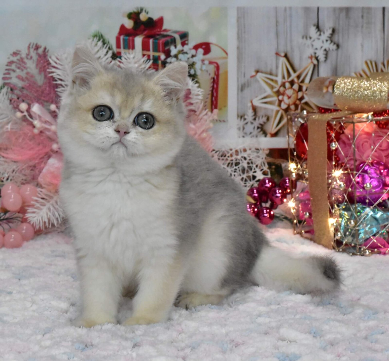 Wendy British Shorthair Blue Golden Female