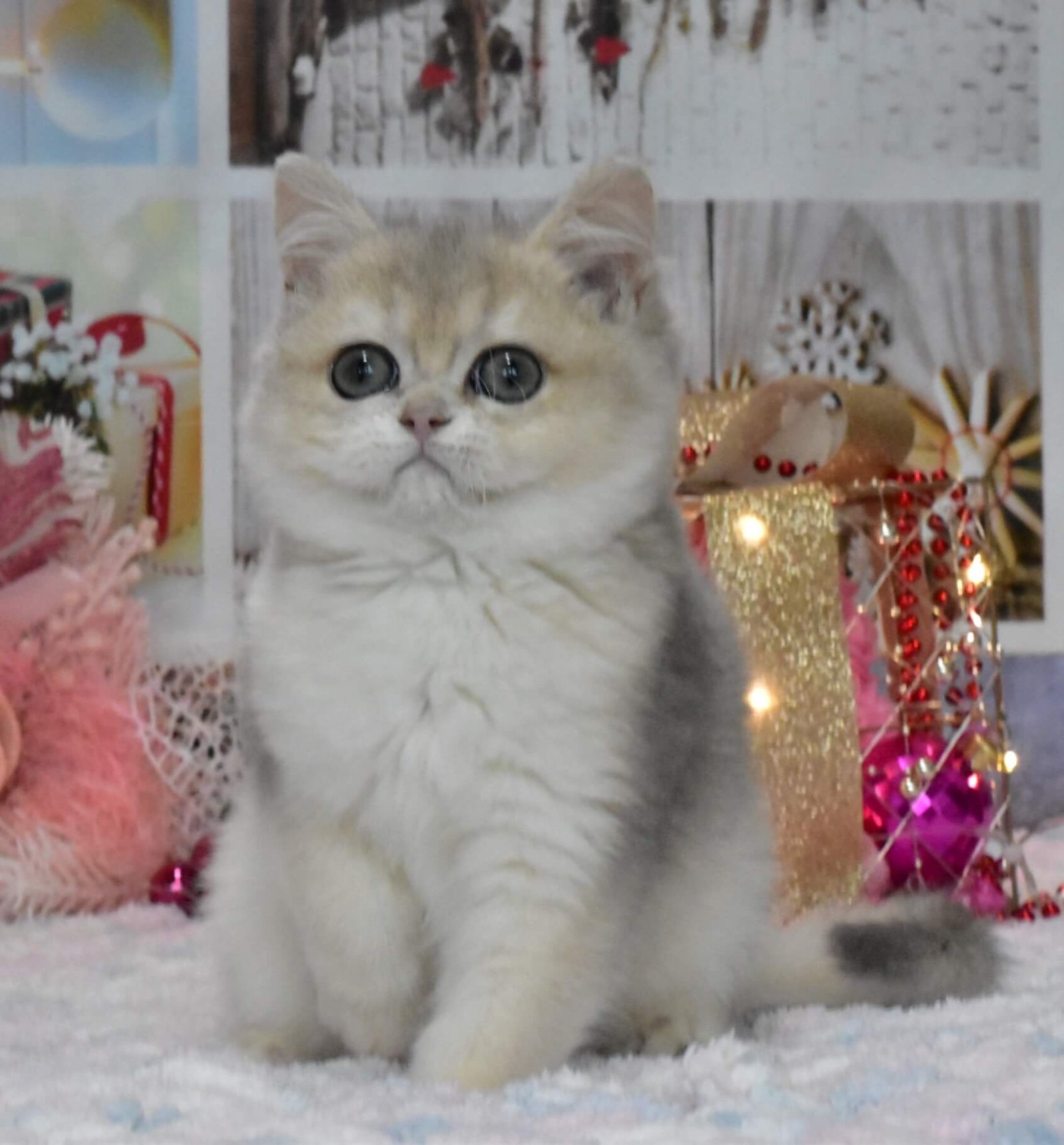 Wendy British Shorthair Blue Golden Female - Image 3