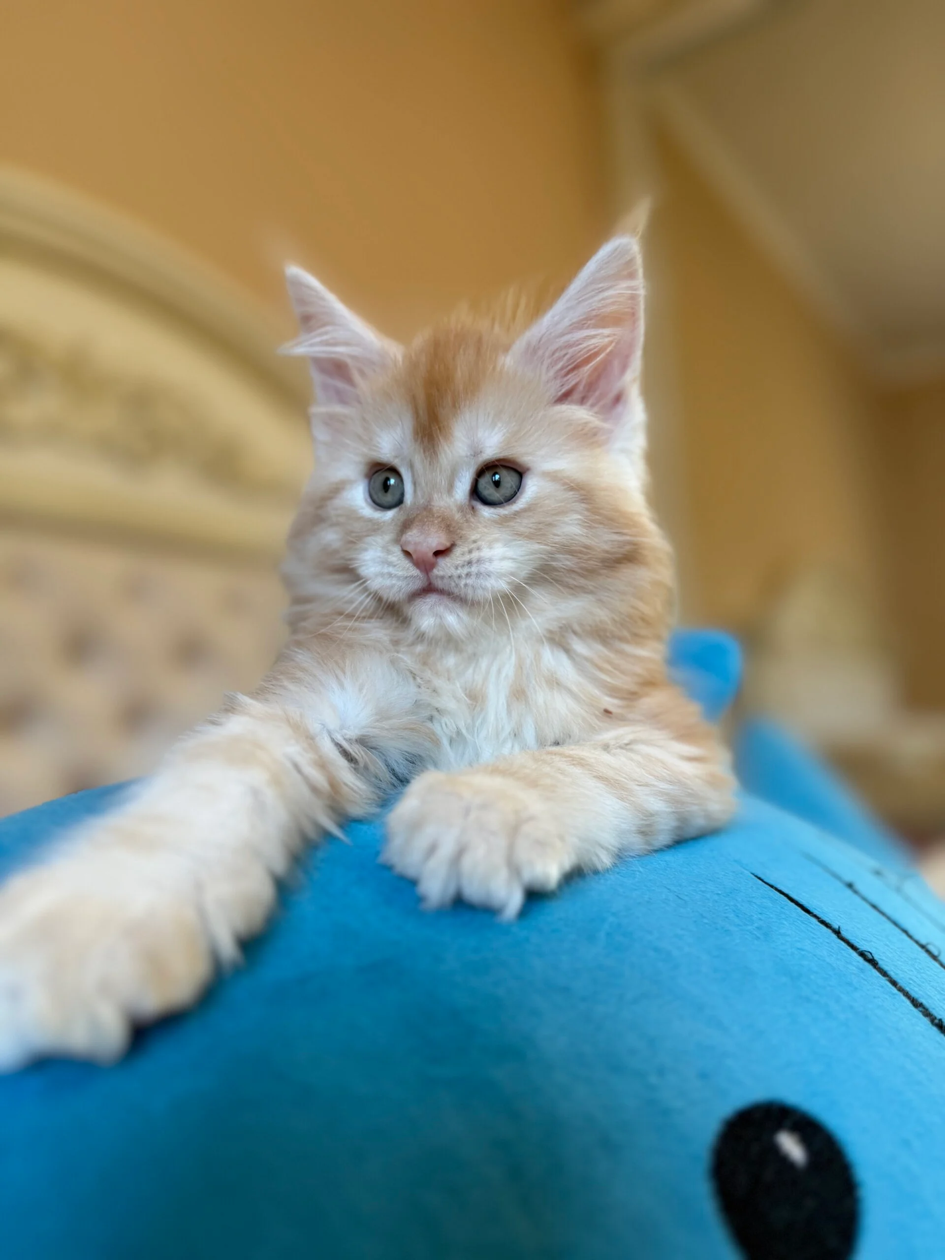 Lexus Maine Coon Red Male - Image 4