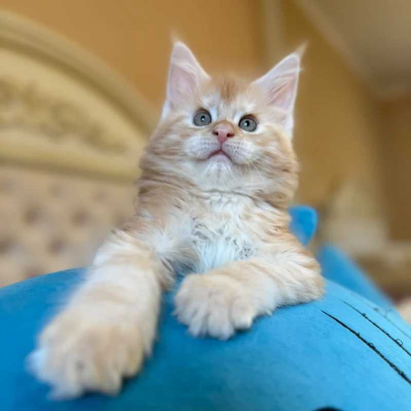 Lexus Maine Coon Red Male