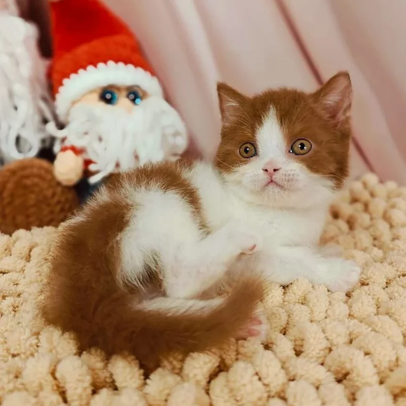 Yen British Shorthair Cinnamon Male