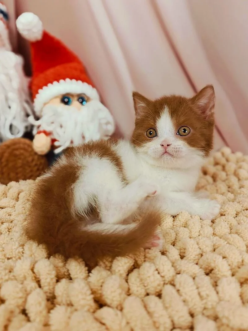 Yen British Shorthair Cinnamon Male