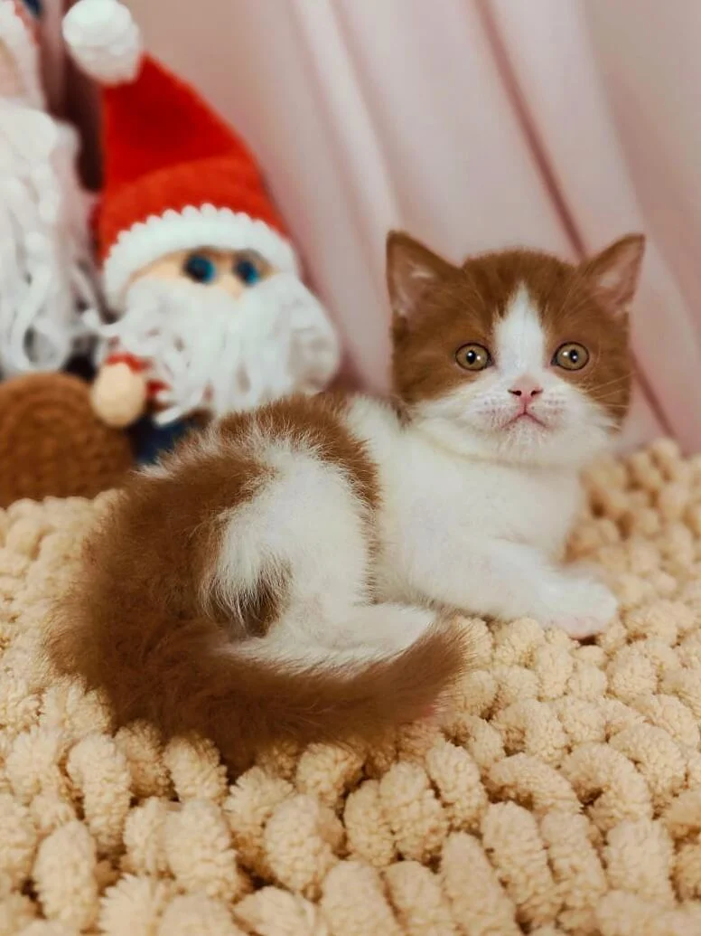 Yen British Shorthair Cinnamon Male - Image 5