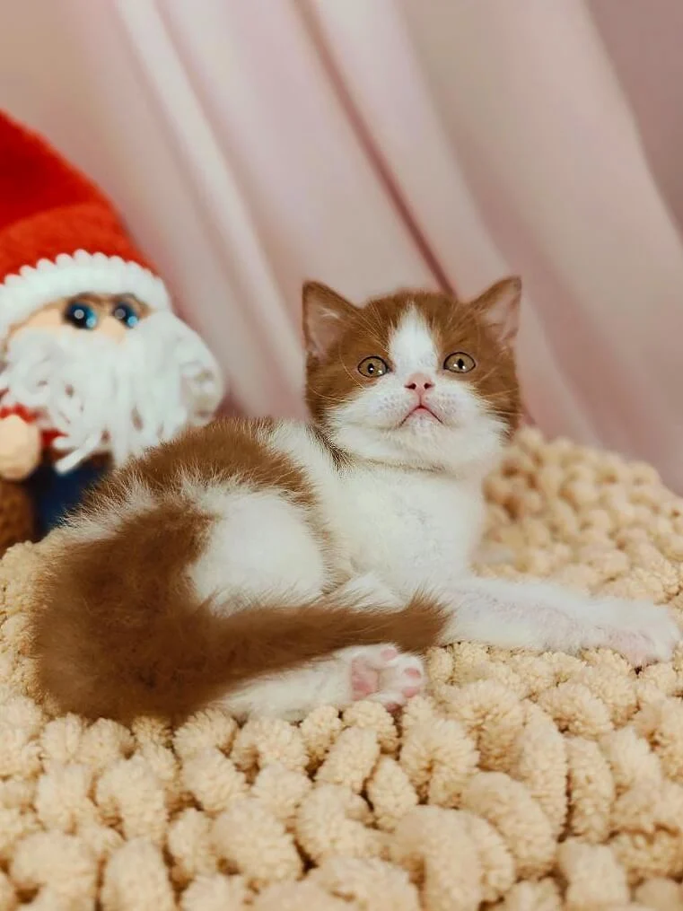 Yen British Shorthair Cinnamon Male - Image 2