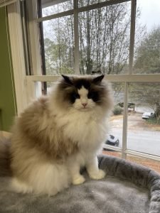 Chip seal Ragdoll - Image 5