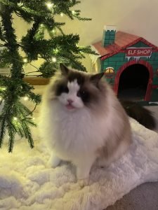 Chip seal Ragdoll - Image 4