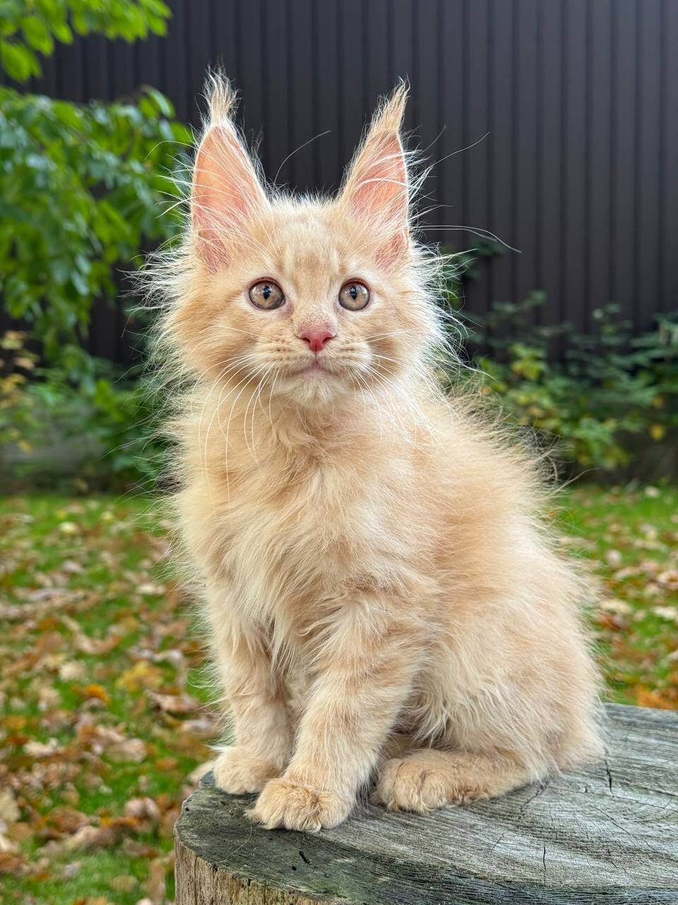 Indigo Maine Coon Cream Male - Image 2