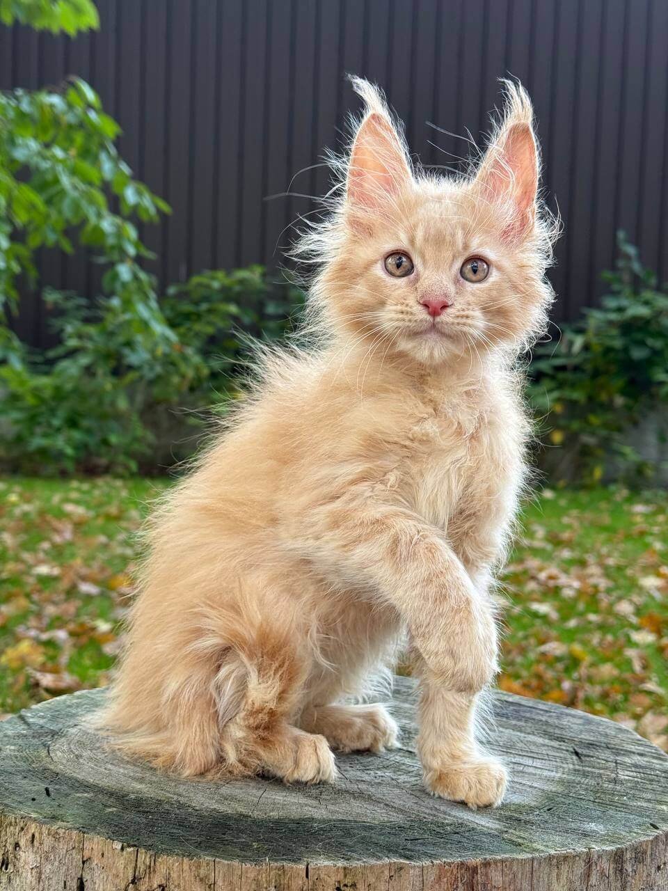 Indigo Maine Coon Cream Male - Image 3