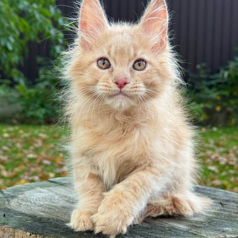 maine coon los angeles​
