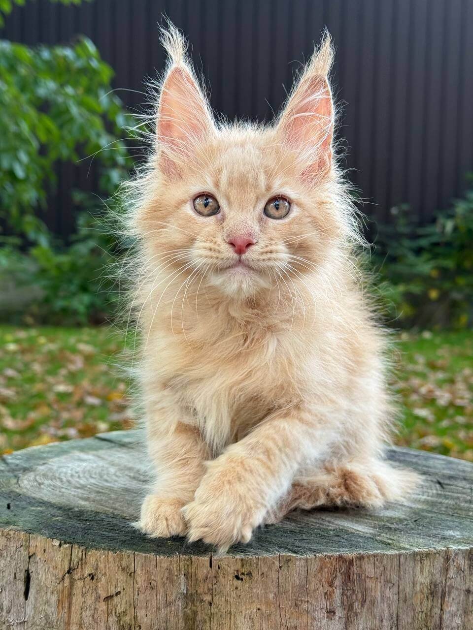 maine coon los angeles