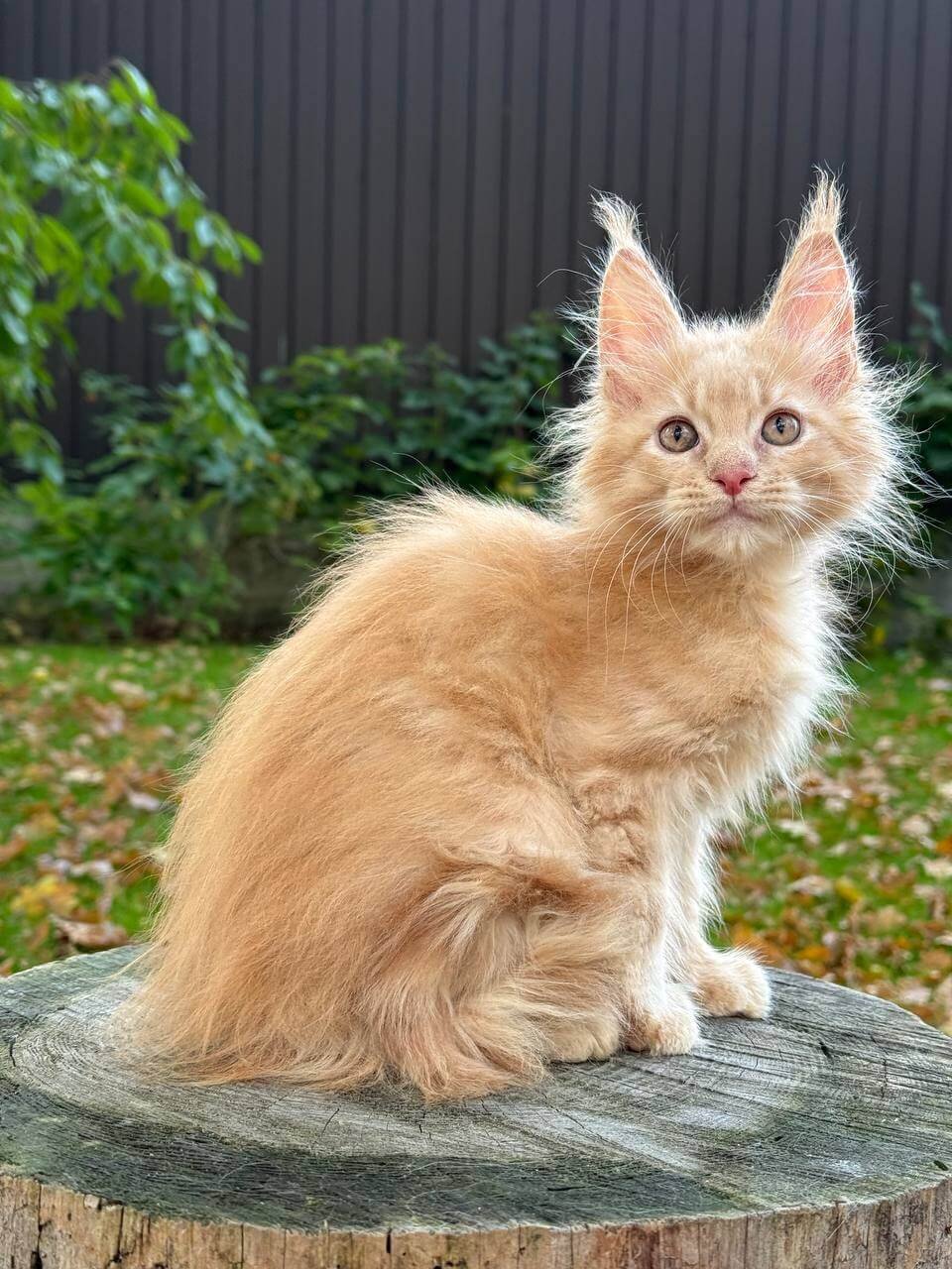Indigo Maine Coon Cream Male - Image 5