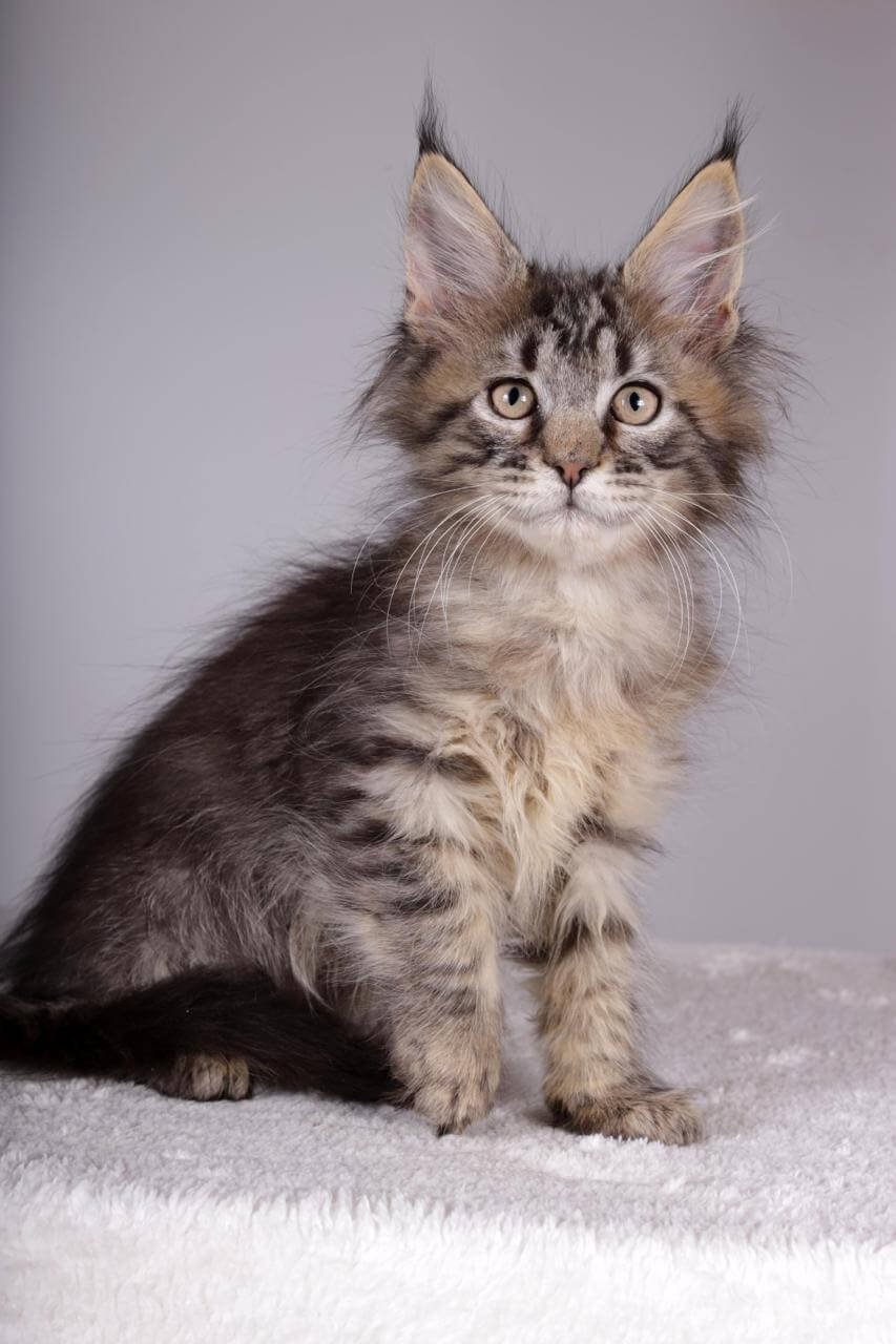 Imir Maine Coon Black Tabby Male - Image 4