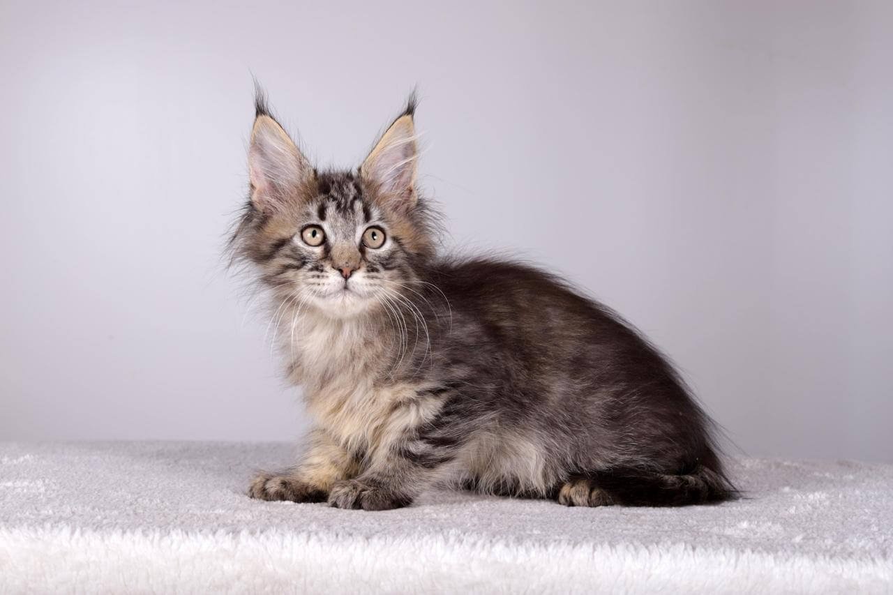 Imir Maine Coon Black Tabby Male - Image 5