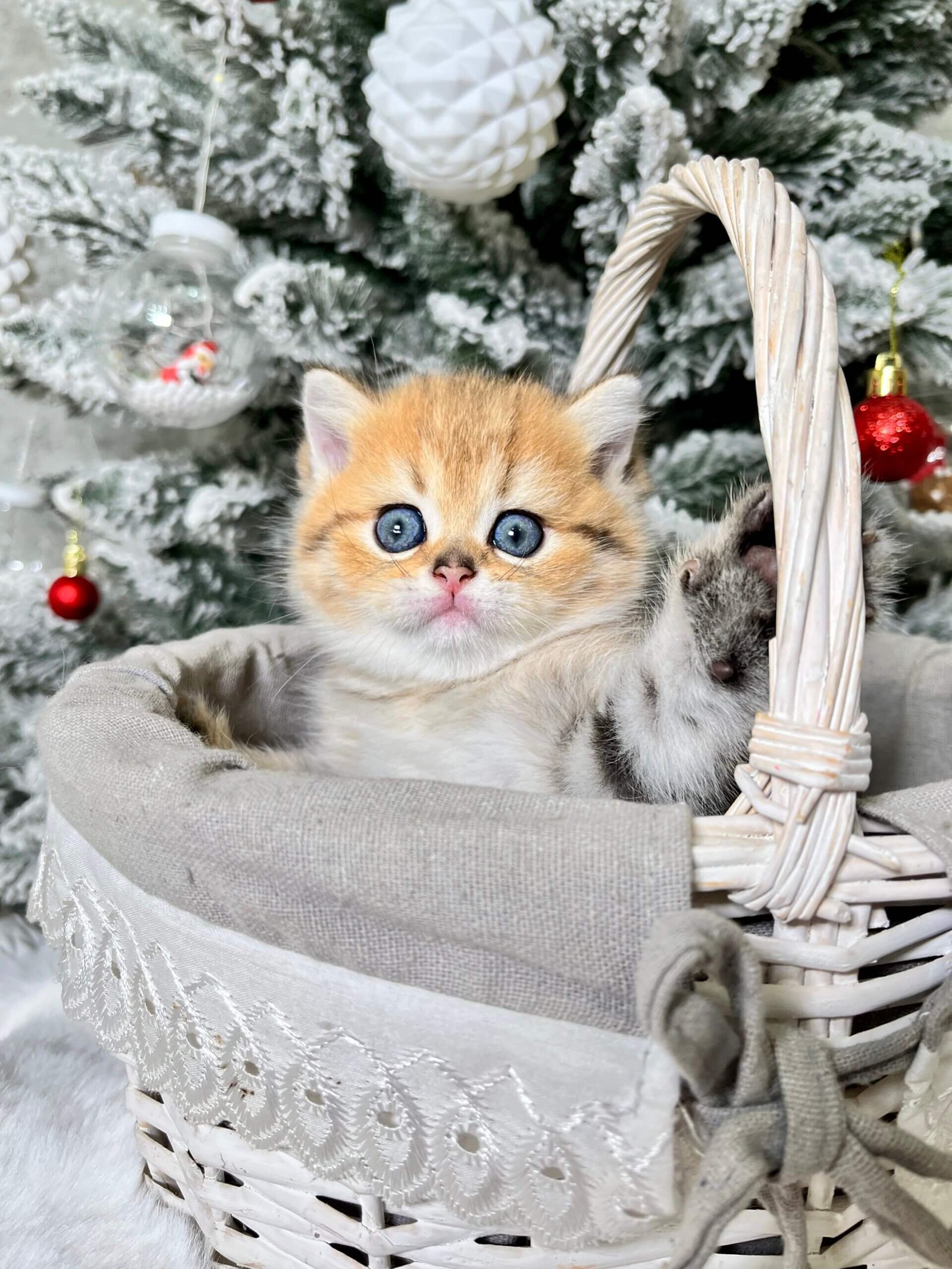 Eda Scottish Straight Black Golden Female - Image 3