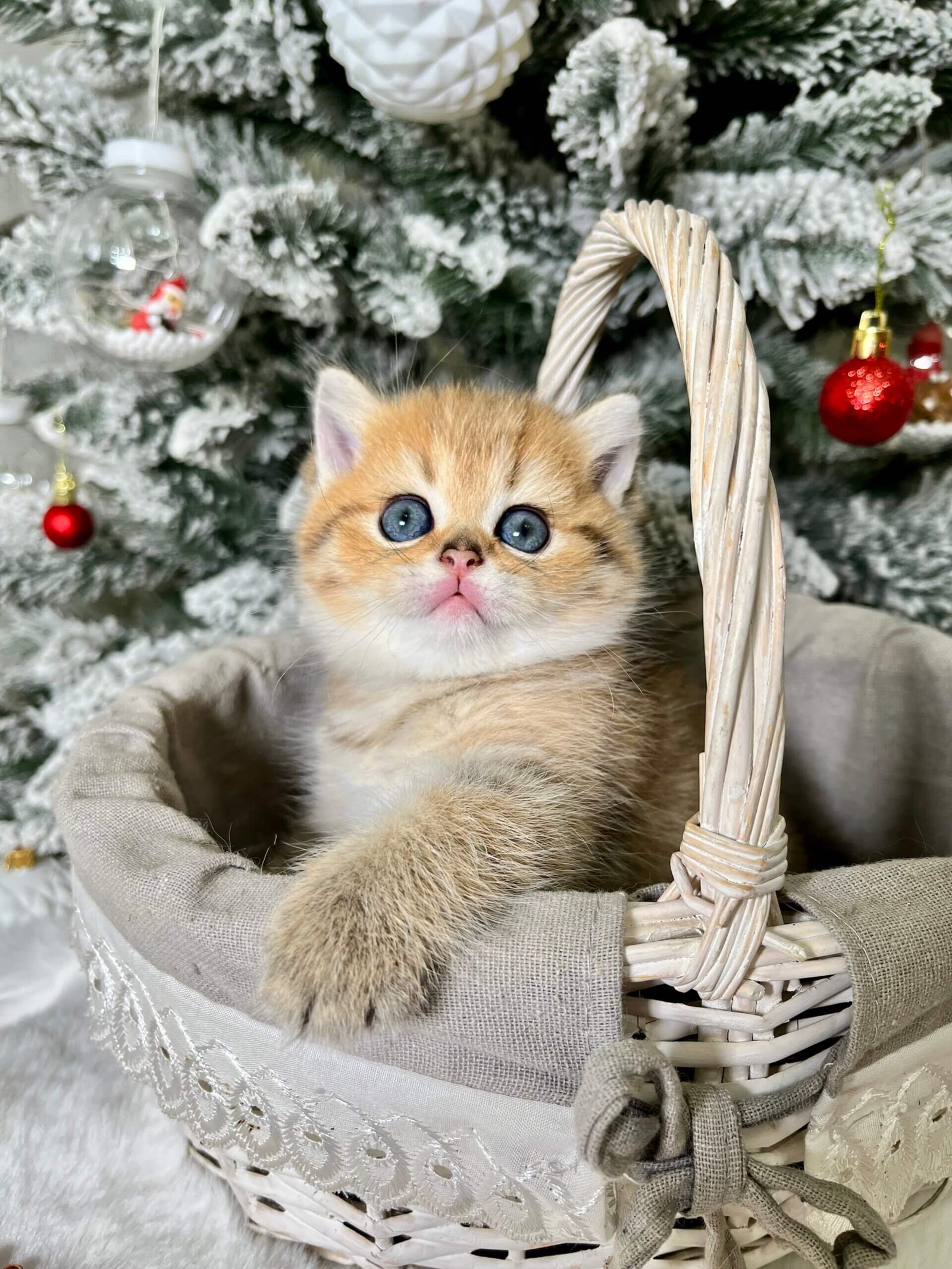 Eda Scottish Straight Black Golden Female - Image 4