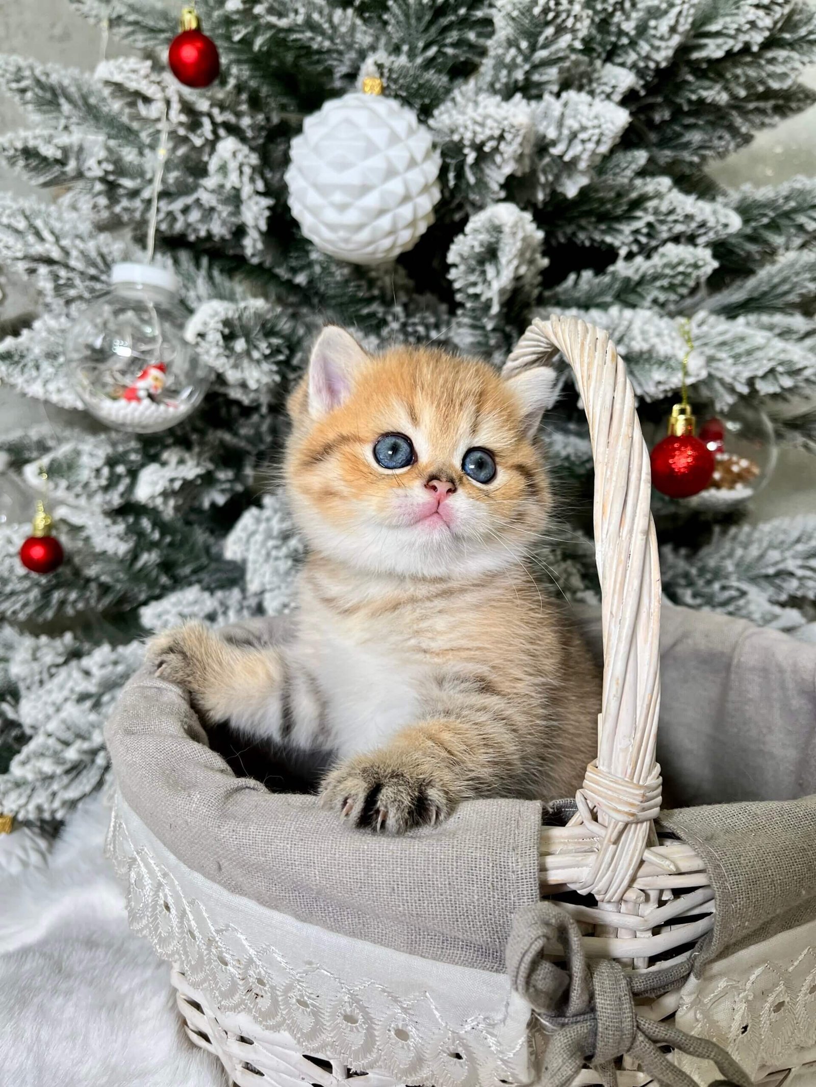 Eda Scottish Straight Black Golden Female - Image 5