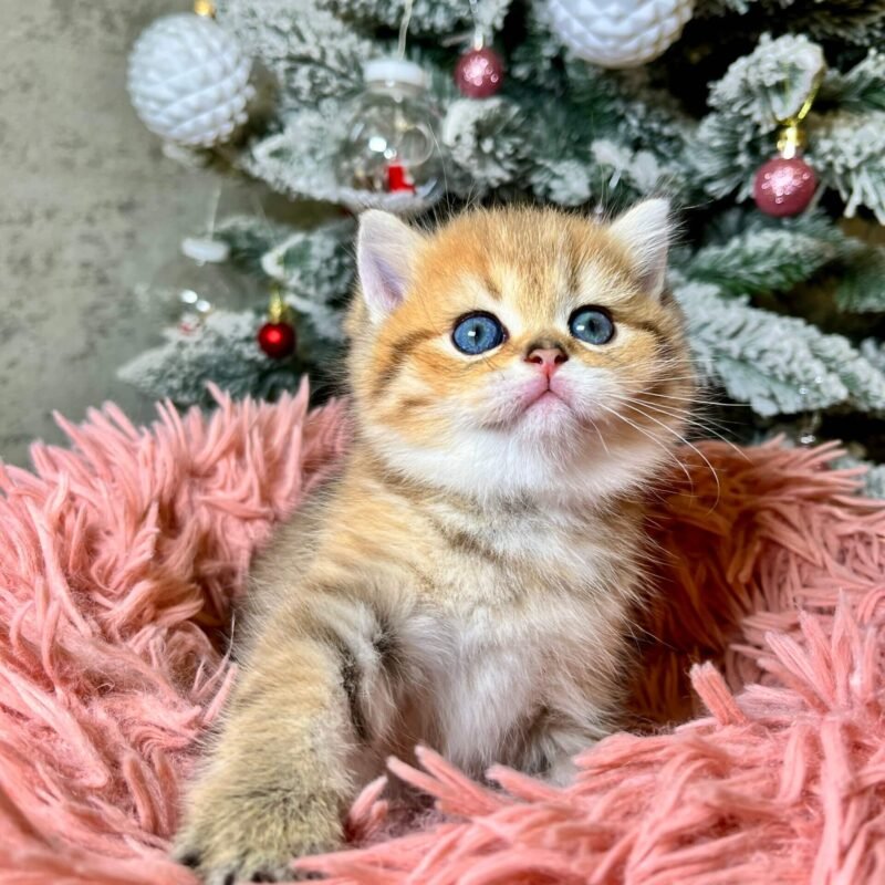 Eda Scottish Straight Black Golden Female