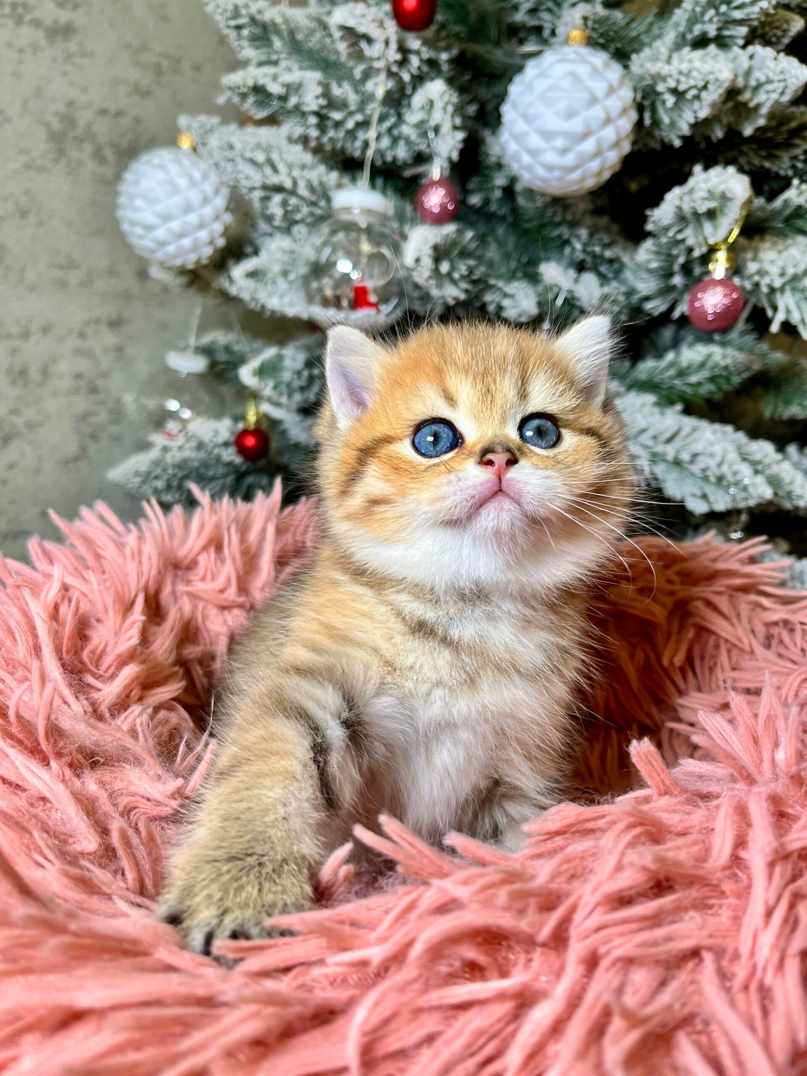 Eda Scottish Straight Black Golden Female