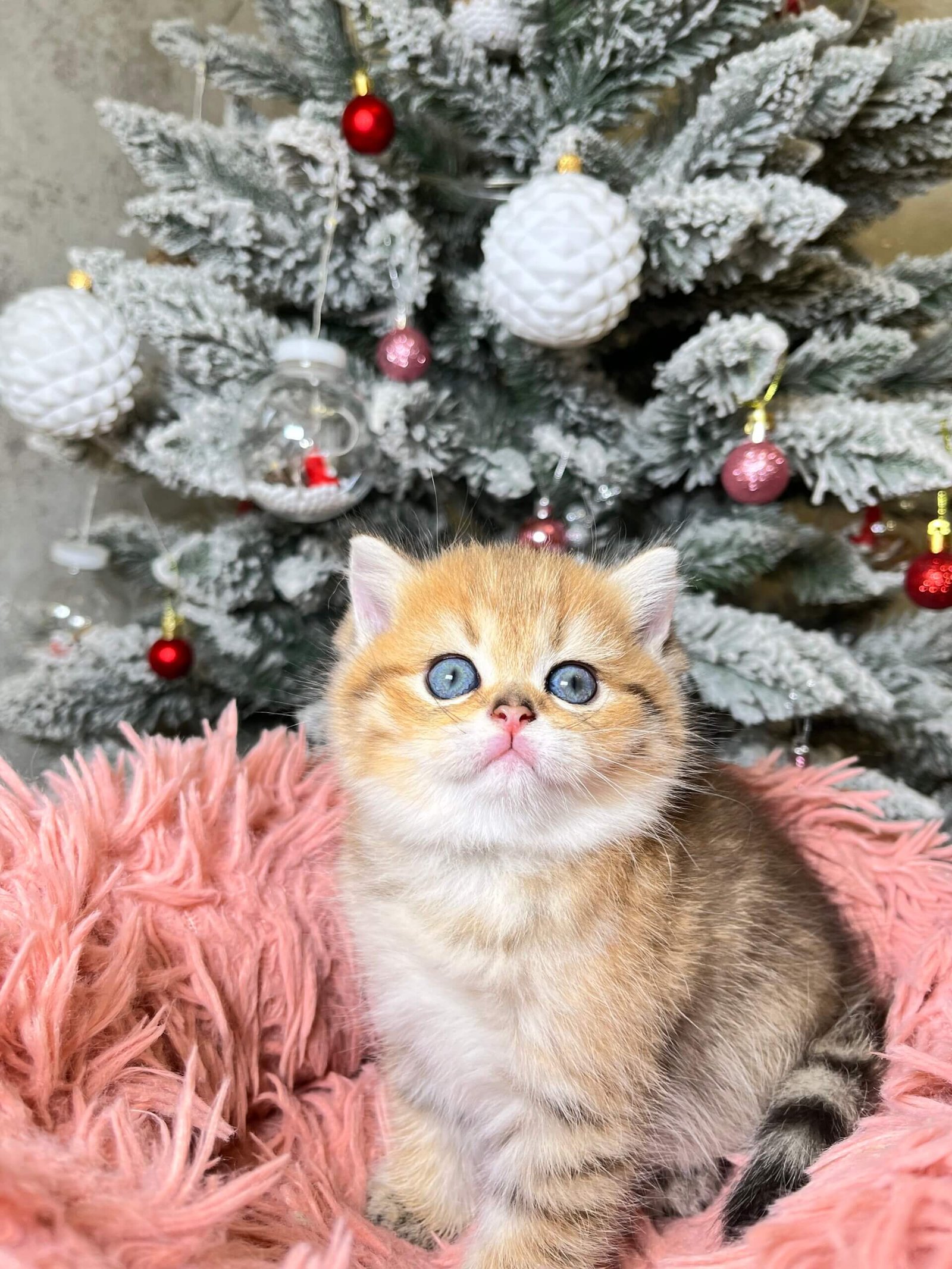 Eda Scottish Straight Black Golden Female - Image 6