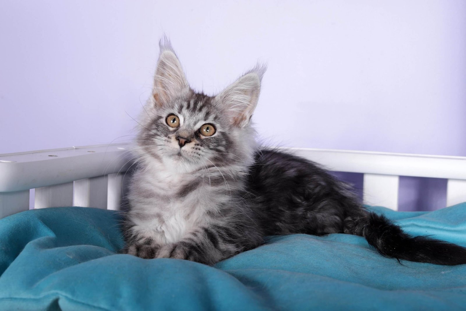 Fortuna Maine Coon Black Silver Female - Image 5
