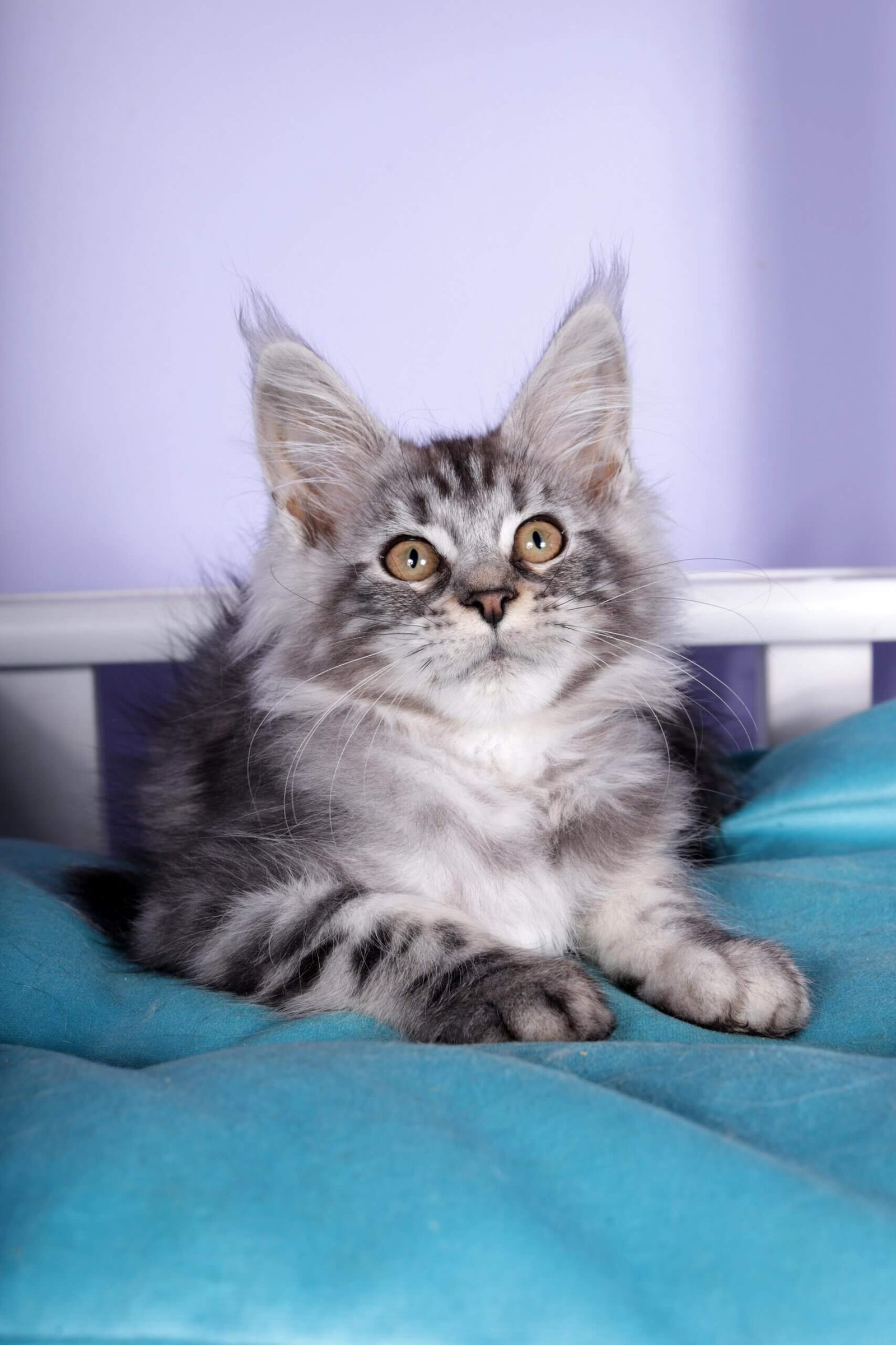 Fortuna Maine Coon Black Silver Female - Image 4