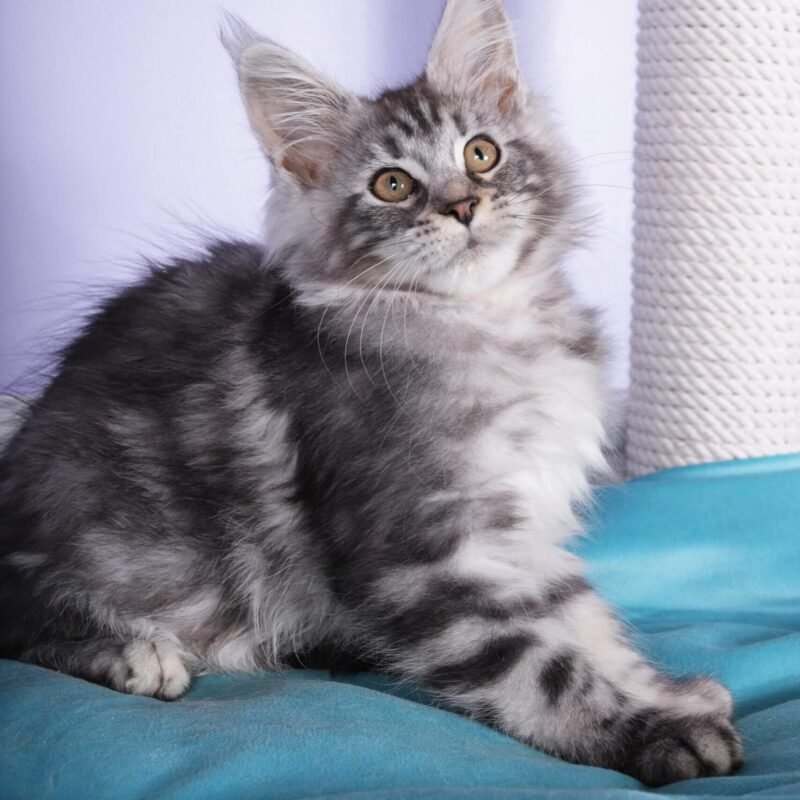 Fortuna Maine Coon Black Silver Female