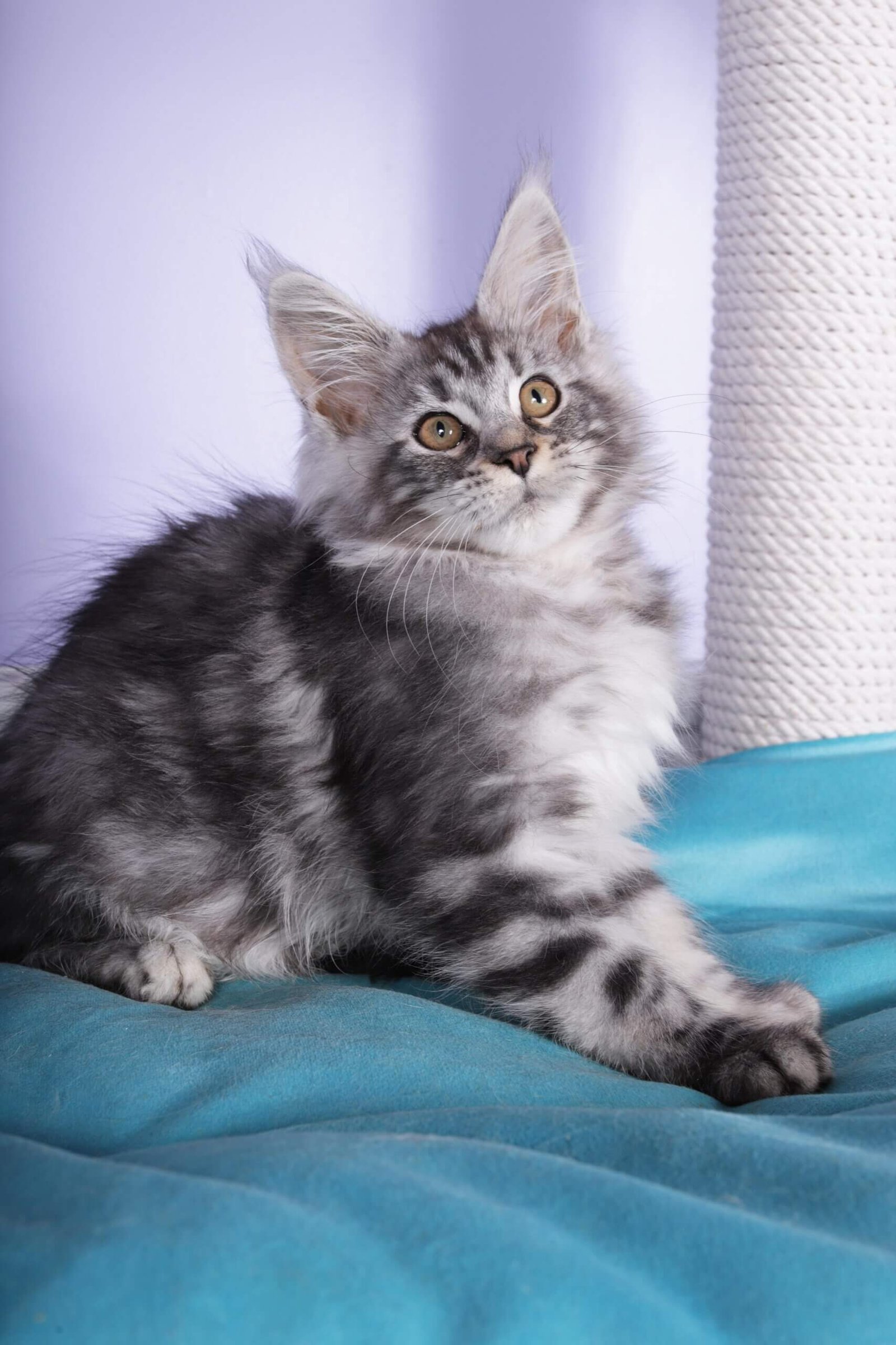 Fortuna Maine Coon Black Silver Female