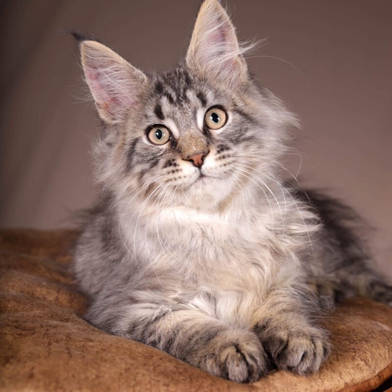 maine coon cats for sale los angeles​