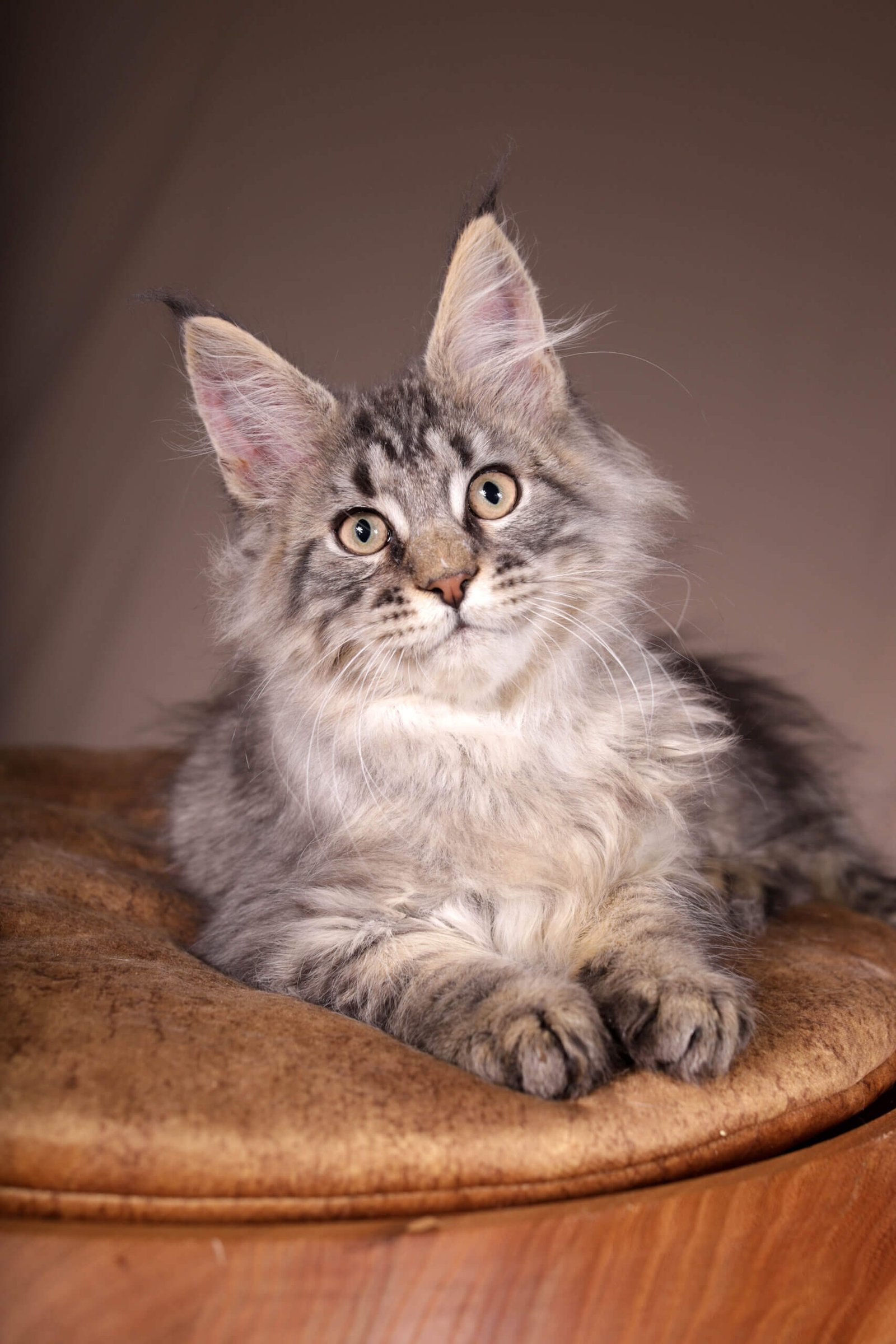 maine coon cats for sale los angeles