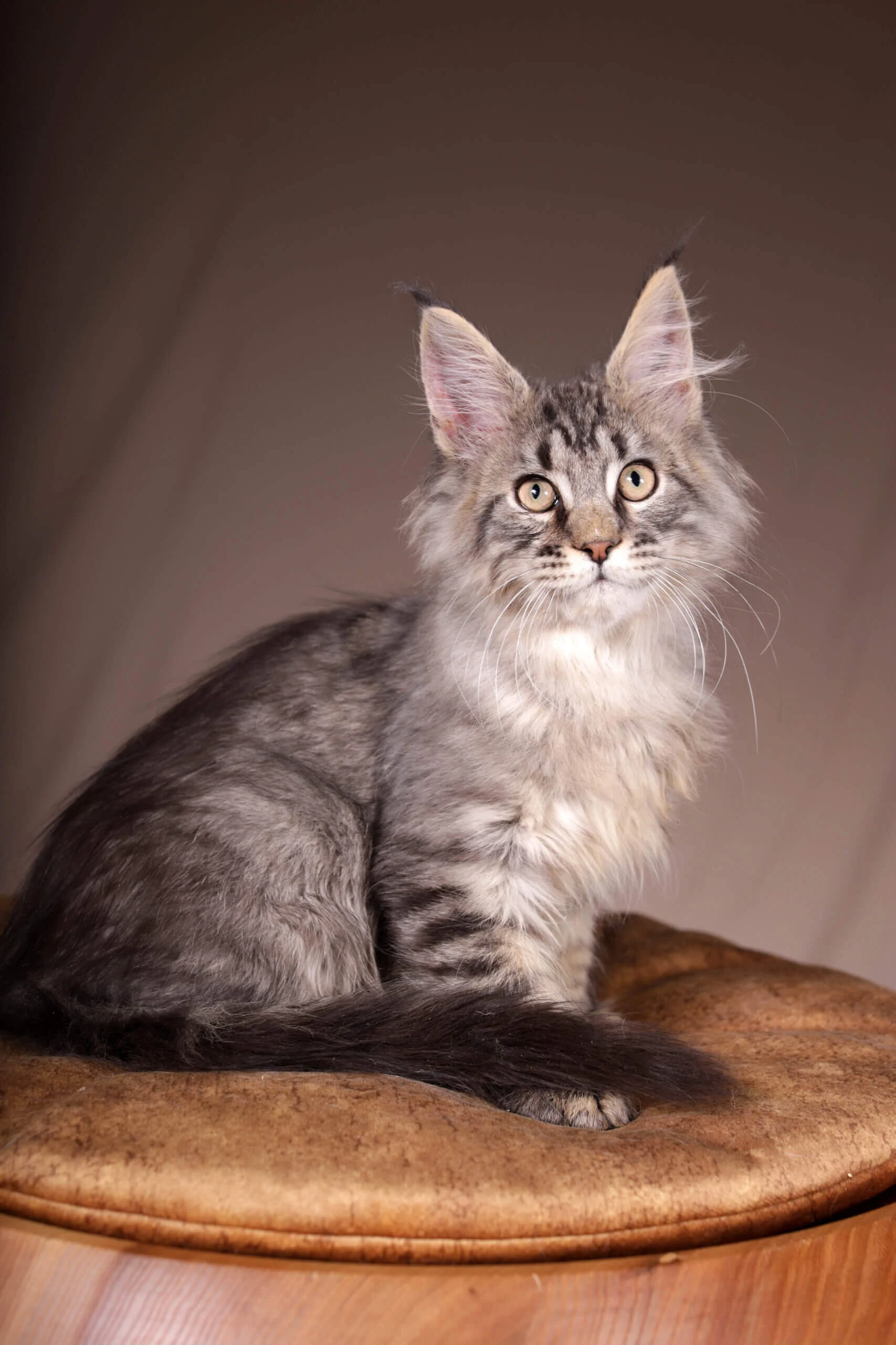 Imir Maine Coon Black Tabby Male - Image 3