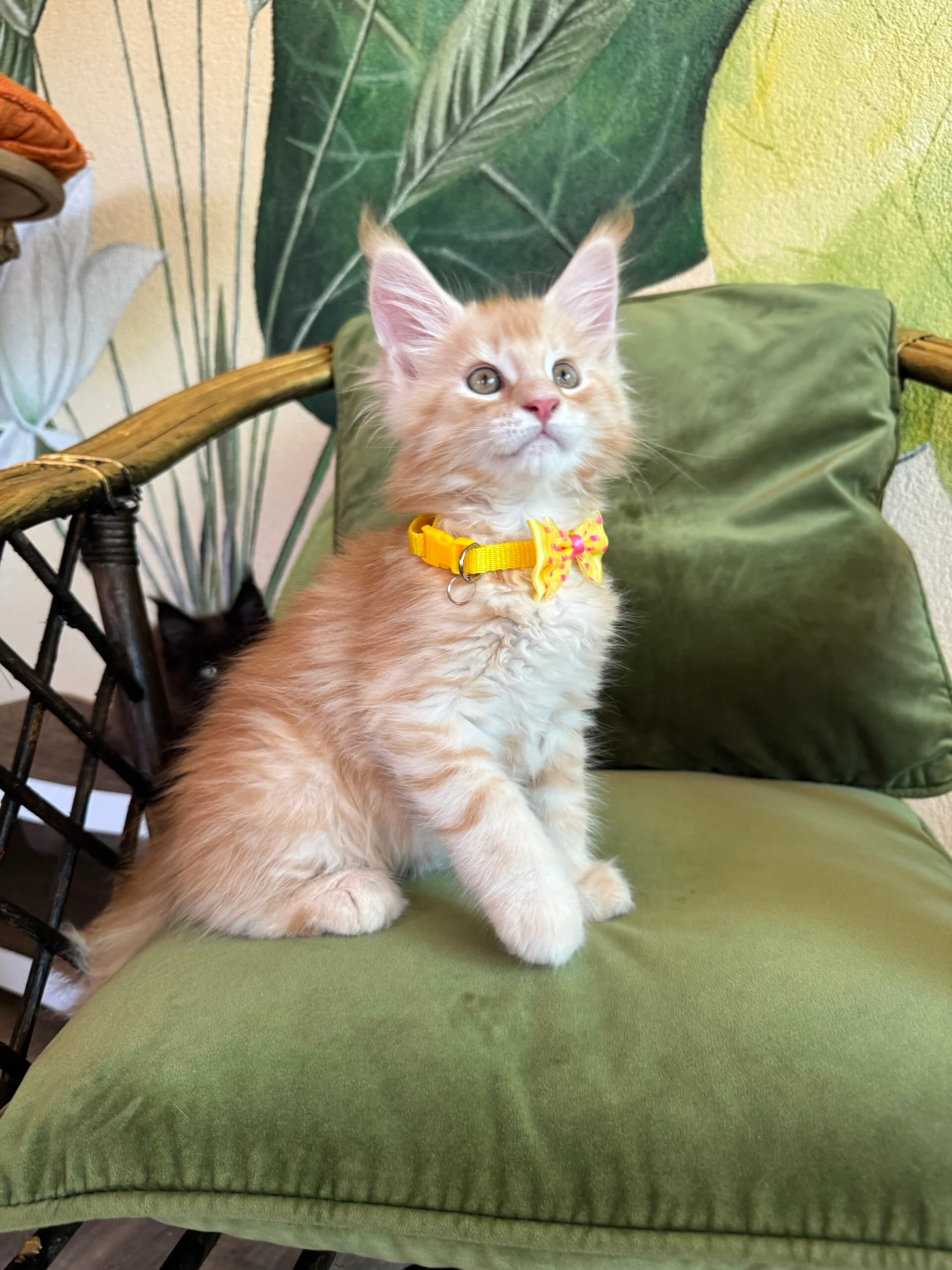 Melman Maine Coon Red Male - Image 4