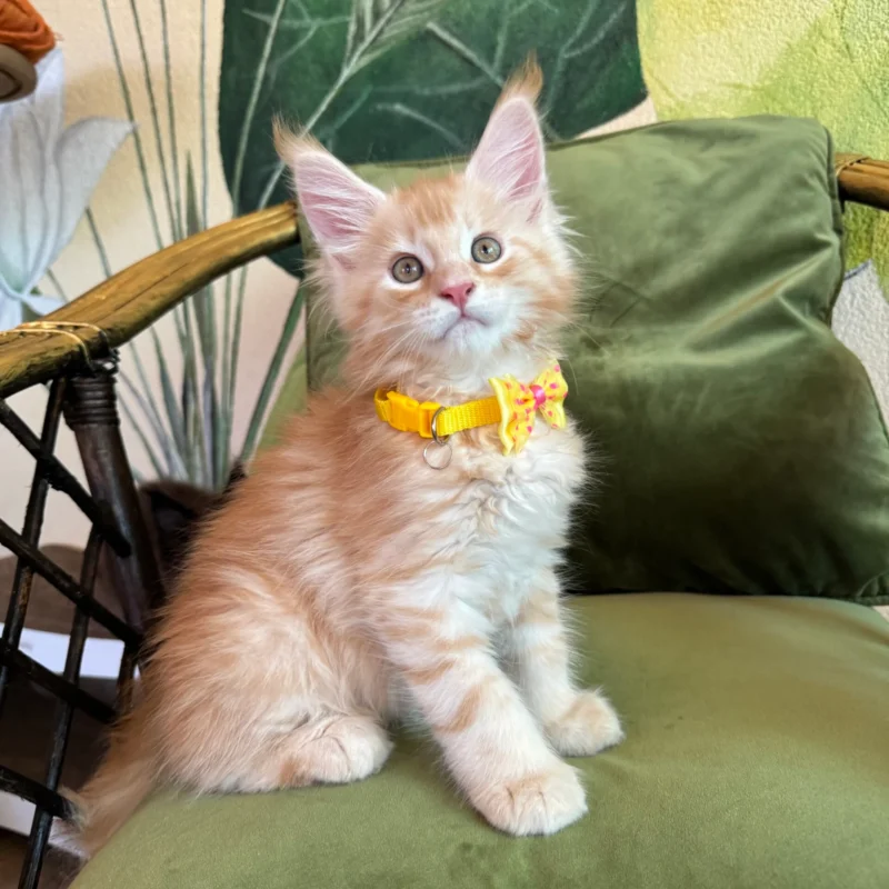 Melman Maine Coon Red Male