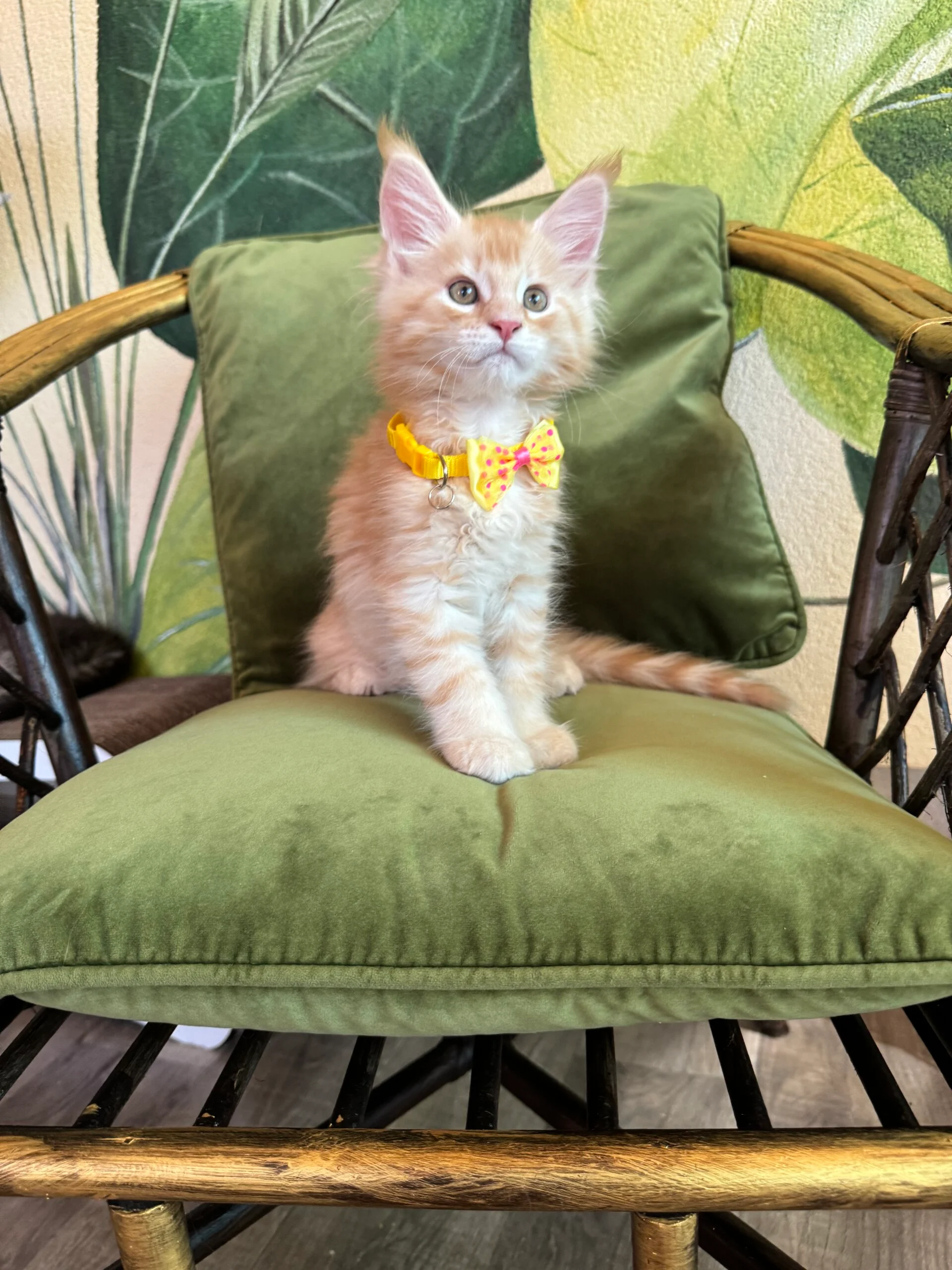 Melman Maine Coon Red Male - Image 2