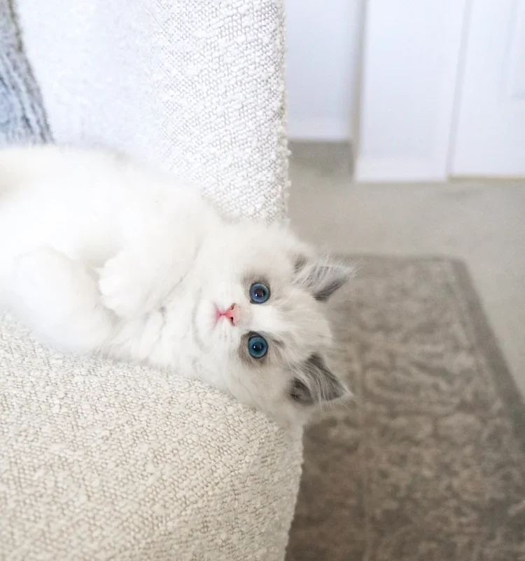 pastel-ragdoll-kitten