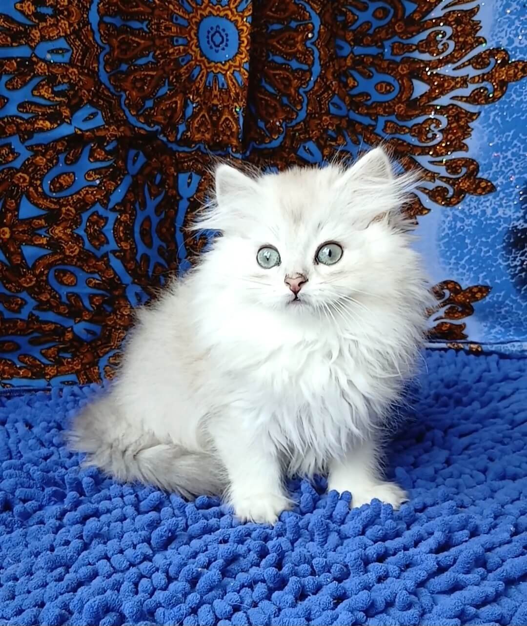 Boston British Longhair Black Silver Male - Image 4