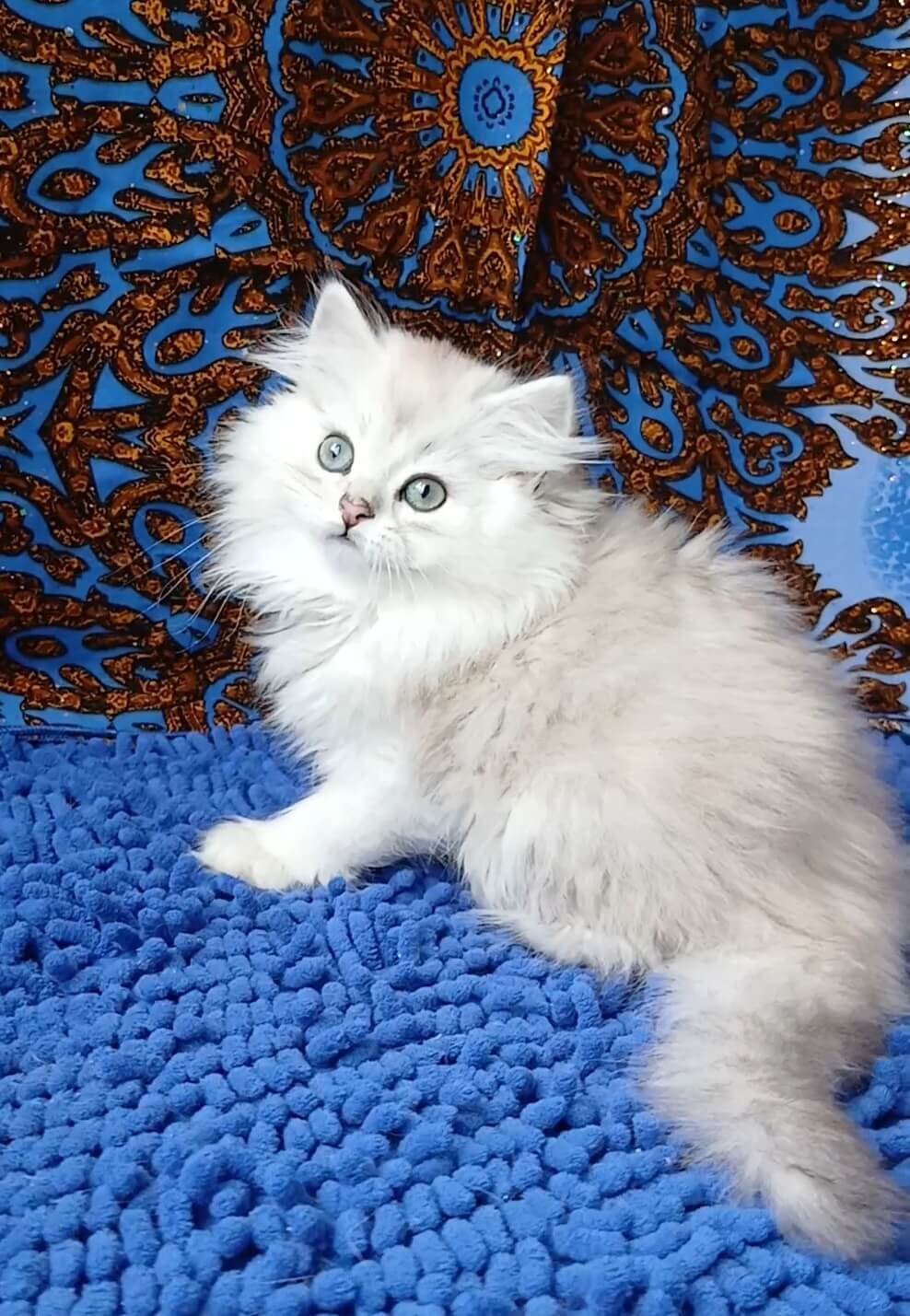 Boston British Longhair Black Silver Male