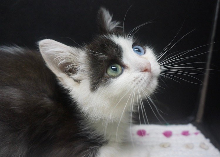 black-bicolour-ojo-azules-x-ragdoll-female