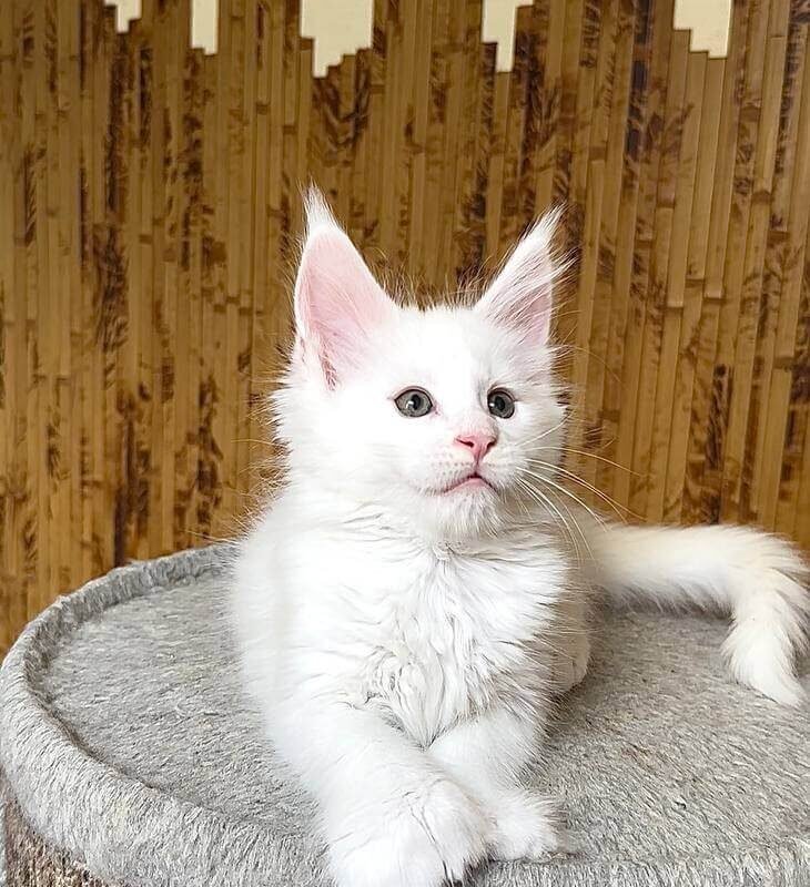 usik-maine-coon-poly-white-male