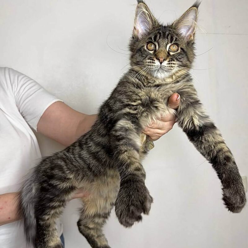 porshe-maine-coon-poly-black-tabby-male