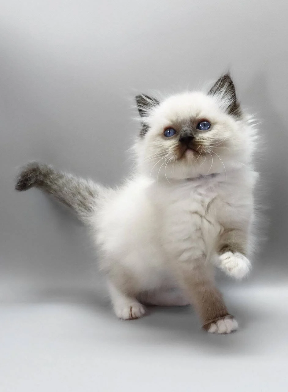 Haritosha Ragdoll Seal Male - Image 2