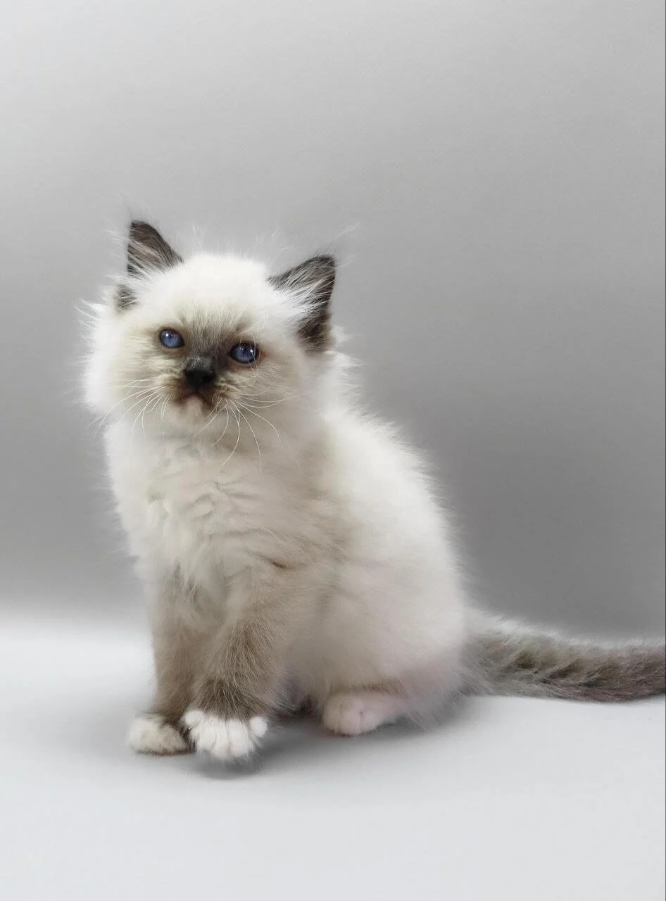 Haritosha Ragdoll Seal Male - Image 3