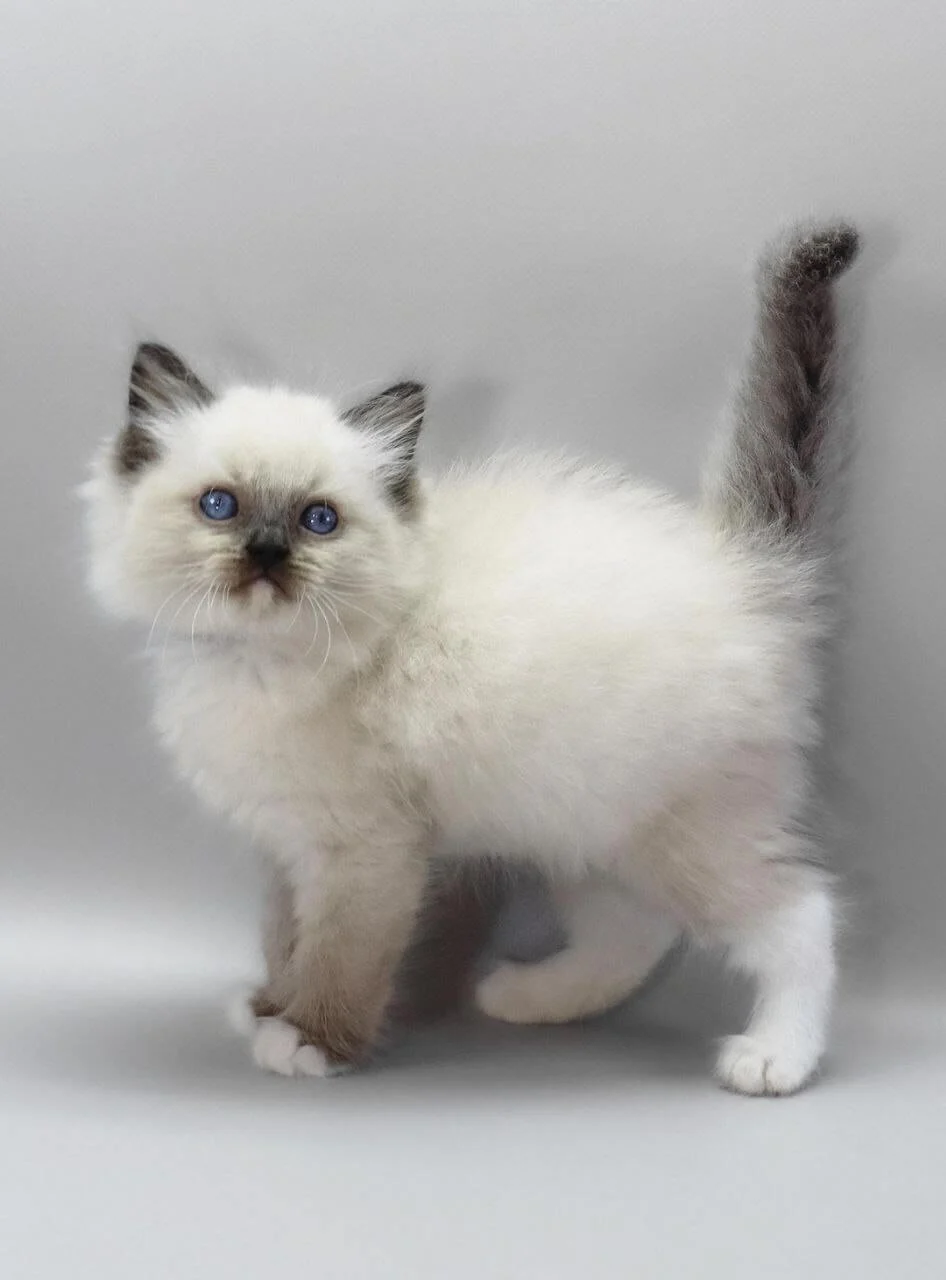 Haritosha Ragdoll Seal Male - Image 4