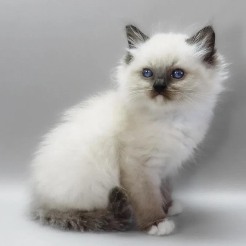 ragdoll kittens for sale cheap​