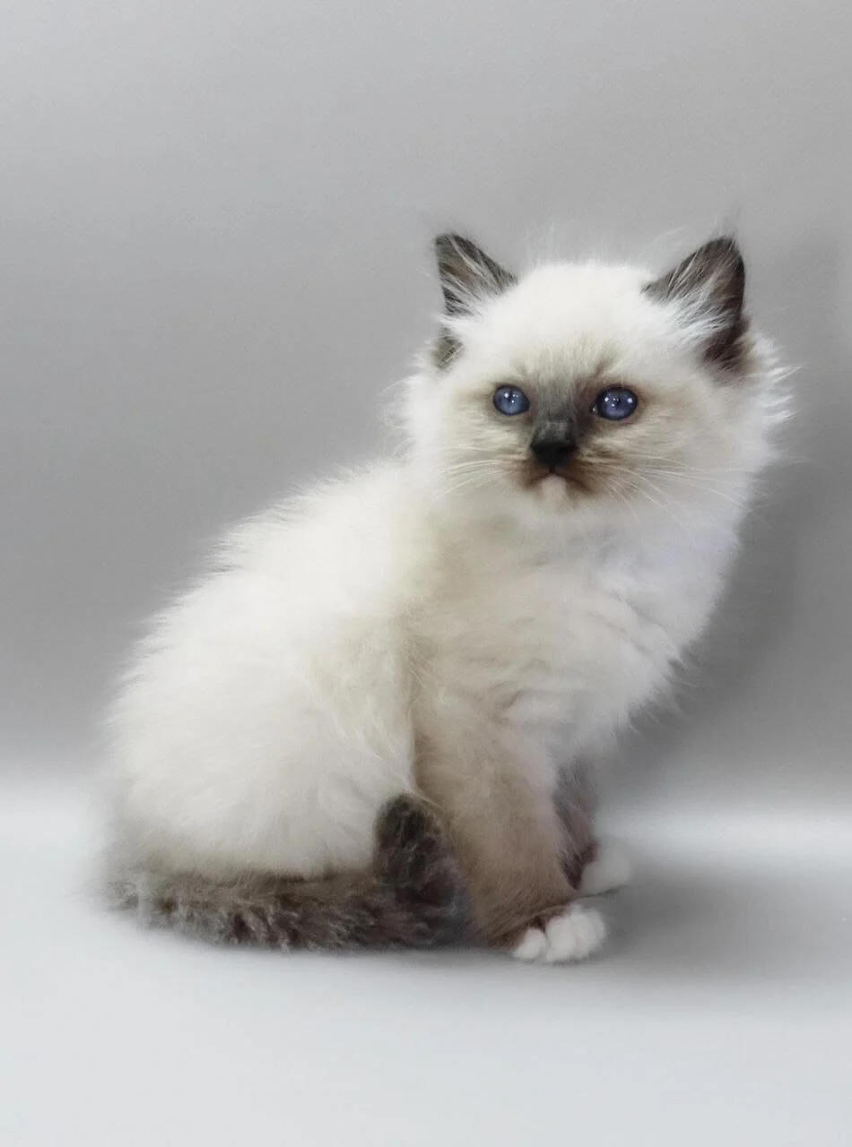 ragdoll kittens for sale cheap