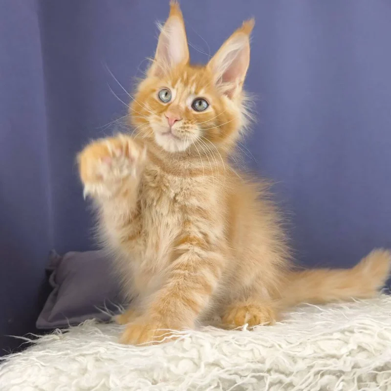 jenaro-maine-coon-red-male-poly