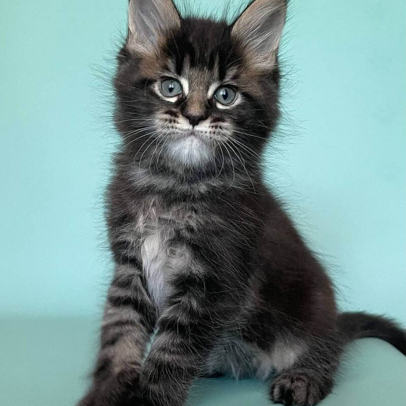 mainecoon cat price