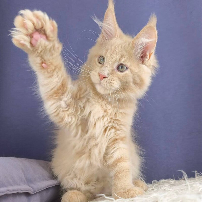 Joy Maine Coon Cream Male