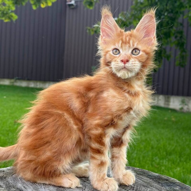 maine coon kittens for sale $500​