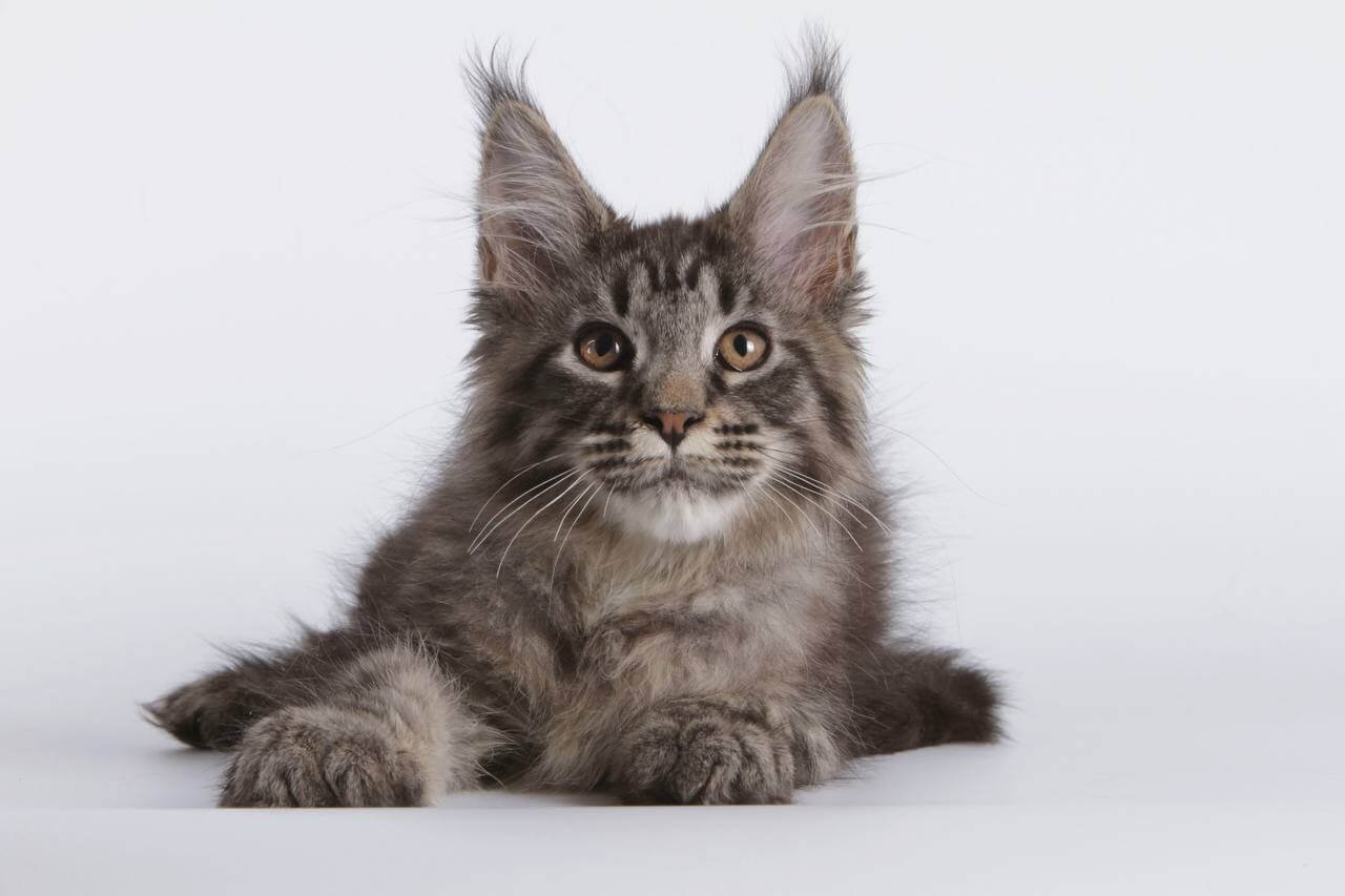 Lorry Maine Coon Black Spotted Female - Image 4